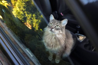 Arabadan dışarı bakan sevimli bir kedi, dışarıdan bakan bir manzara. Sevimli hayvan.