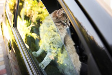Arabadan dışarı bakan sevimli bir kedi, dışarıdan bakan bir manzara. Sevimli hayvan.