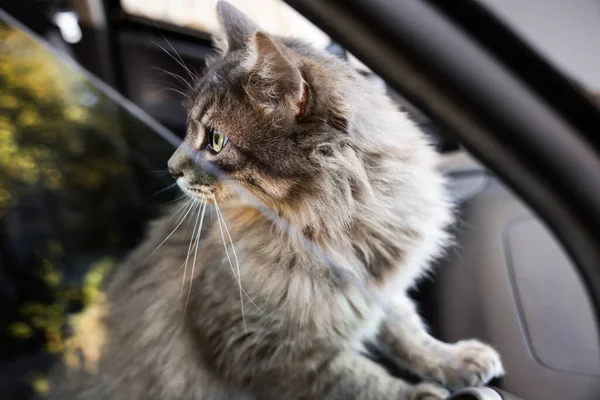 Arabadan dışarı bakan sevimli bir kedi, dışarıdan bakan bir manzara. Sevimli hayvan.