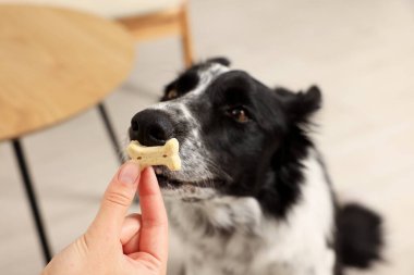 Bir kadın tatlı kemik şekilli köpek kurabiyesini sevimli Collie 'sine veriyor.