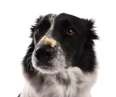 Beyaz arka planda lezzetli kemik şekilli köpek kurabiyeli Sınır Collie 'si