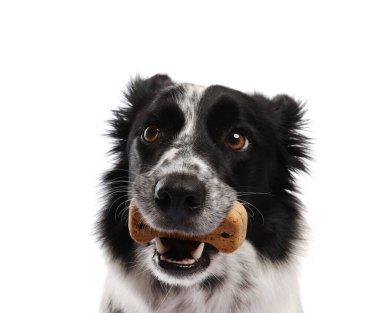 Beyaz arka planda lezzetli kemik şekilli köpek kurabiyeli Sınır Collie 'si