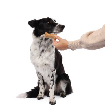 Bir kadın beyaz arka planda sevimli Border Collie 'sine lezzetli kemik şekilli köpek kurabiyesi veriyor.