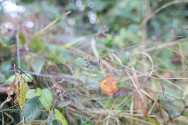 Cobweb with spider on plant outdoors, closeup