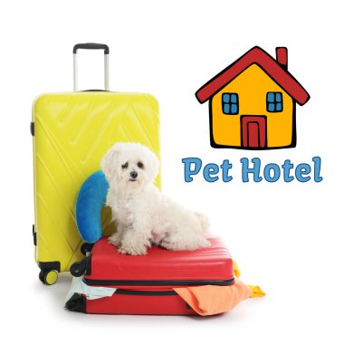 Evcil hayvan oteli. Beyaz arka planda sevimli Malta köpeği ve bavulları