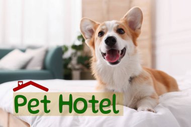 Evcil hayvan dostu otel. Yatakta yatan tatlı Galli Corgi köpeği