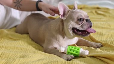 Adam evde sevimli Fransız bulldoguyla oynuyor, yakın plan.