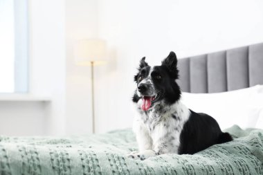 Evcil hayvan dostu otel. Yatakta sevimli bir köpek, mesaj için de yer var.