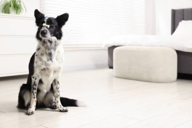 Border Collie with tasty bone shaped dog cookie on floor indoors, space for text