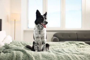 Evcil hayvan dostu otel. Yatakta sevimli bir köpek, mesaj için de yer var.