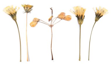 Kurumuş ve ütülenmiş çiçekler beyazlar üzerinde izole edilmiş.