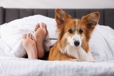 Evcil hayvan dostu otel. Tatlı Galli Corgi köpeği ve sahibi yatakta yatıyor, yakın plan.