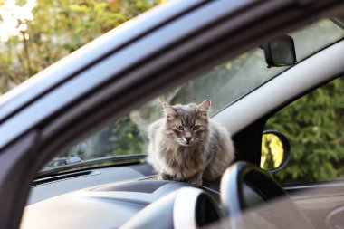 Arabanın ön camının yanında sevimli bir kedi, dışarıdan manzaralı. Sevimli hayvan.