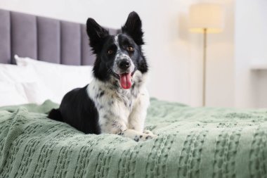 Evcil hayvan dostu otel. Yatakta sevimli bir köpek, mesaj için de yer var.