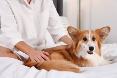 Evcil hayvan dostu otel. Güzel Galli Corgi köpeğiyle yatakta bir kadın, yakın plan.