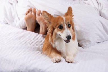 Evcil hayvan dostu otel. Tatlı Galli Corgi köpeği ve sahibi yatakta yatıyor, yakın plan.