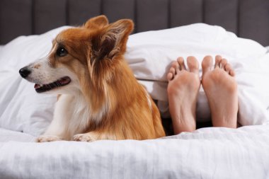 Evcil hayvan dostu otel. Tatlı Galli Corgi köpeği ve sahibi yatakta yatıyor, yakın plan.