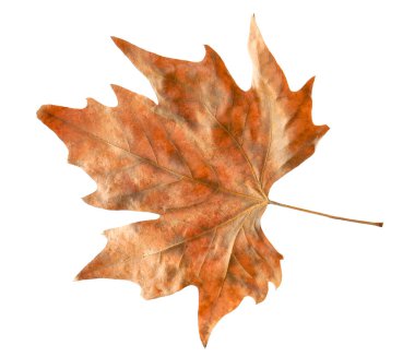 One dry maple leaf isolated on white. Autumn season