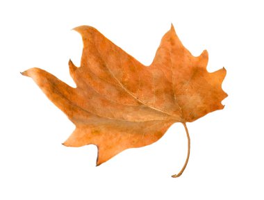 One dry maple leaf isolated on white. Autumn season
