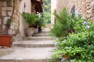 Different plants growing outdoors on city street, selective focus. Space for text