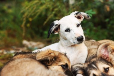 Cute stray dogs lying on ground outdoors, closeup. Homeless pet