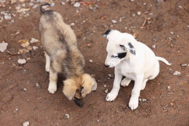 Two cute stray dogs outdoors, above view. Homeless pet
