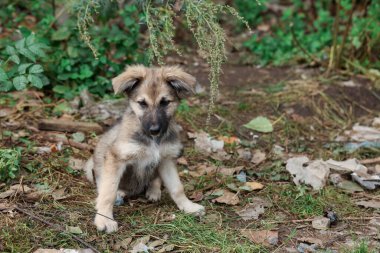 Cute stray dog in park, space for text. Homeless pet