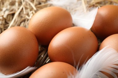 Çiğ tavuk yumurtası ve samandaki tüyler, yakın plan.