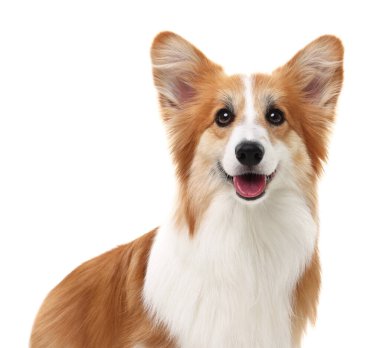 Beyaz arka planda sevimli Galli Corgi köpeğinin portresi