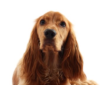 Beyaz arka planda sevimli İngiliz Cocker Spaniel köpeği