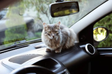 Cute cat near windshield window in car. Adorable pet