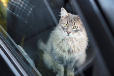 Cute cat near window in car, view from outside. Adorable pet