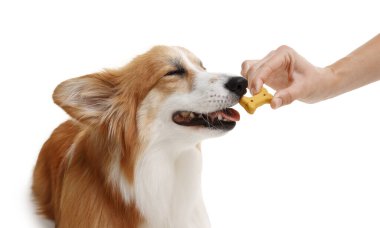 Lezzetli kemik şekilli köpek kurabiyesini beyaz arka planda Galli Corgi 'sine veren kadın.