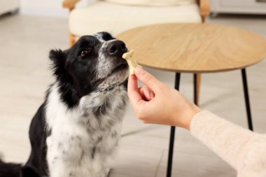 Bir kadın tatlı kemik şekilli köpek kurabiyesini sevimli Collie 'sine veriyor.
