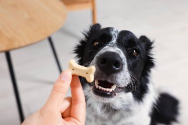 Bir kadın tatlı kemik şekilli köpek kurabiyesini sevimli Collie 'sine veriyor.