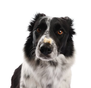 Beyaz arka planda lezzetli kemik şekilli köpek kurabiyeli Sınır Collie 'si