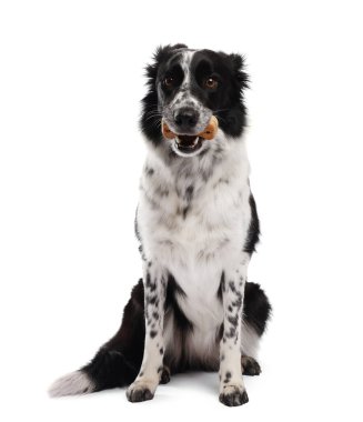 Beyaz arka planda lezzetli kemik şekilli köpek kurabiyeli Sınır Collie 'si