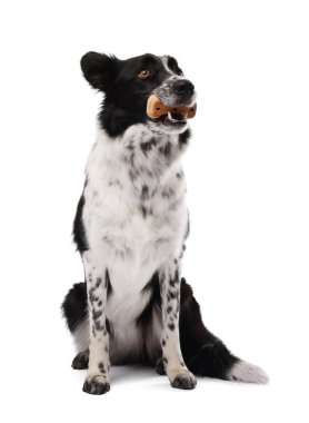 Beyaz arka planda lezzetli kemik şekilli köpek kurabiyeli Sınır Collie 'si