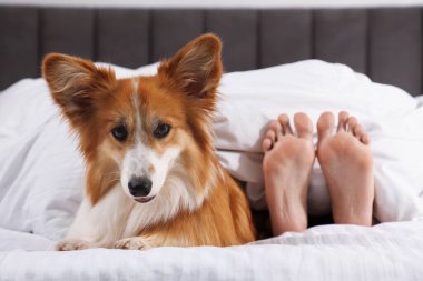 Evcil hayvan dostu otel. Tatlı Galli Corgi köpeği ve sahibi yatakta yatıyor, yakın plan.