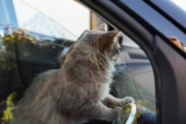 Cute cat near window in car, view from outside. Adorable pet