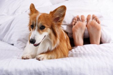 Evcil hayvan dostu otel. Tatlı Galli Corgi köpeği ve sahibi yatakta yatıyor, yakın plan.