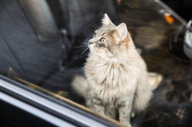 Cute cat near window in car, view from outside. Adorable pet