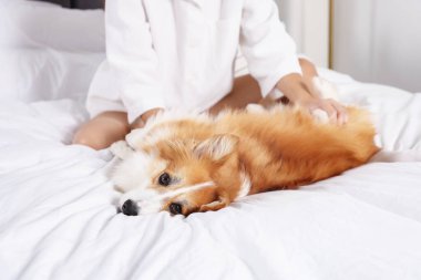 Evcil hayvan dostu otel. Güzel Galli Corgi köpeğiyle yatakta bir kadın, yakın plan.