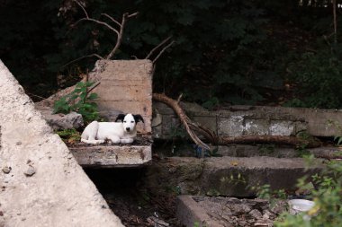 Cute stray dog lying on stone surface outdoors. Homeless pet