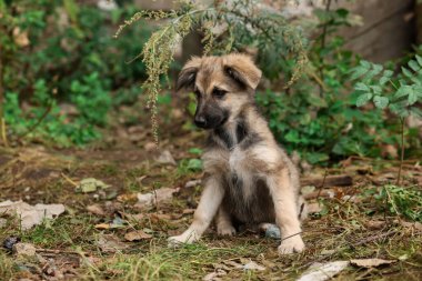 Cute stray dog in park, space for text. Homeless pet