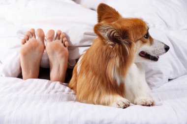 Evcil hayvan dostu otel. Tatlı Galli Corgi köpeği ve sahibi yatakta yatıyor, yakın plan.