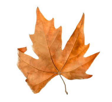One dry maple leaf isolated on white. Autumn season
