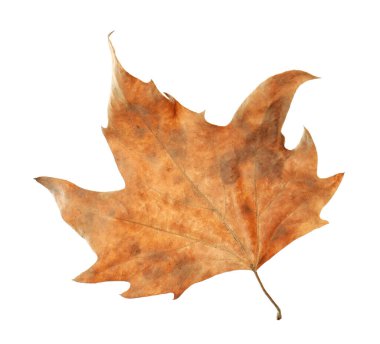 One dry maple leaf isolated on white. Autumn season
