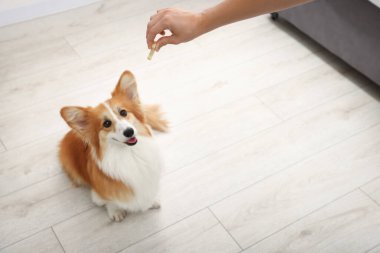Lezzetli kemik şekilli köpek kurabiyesini evdeki Galli Corgi 'sine veren kadın, yakın plan.