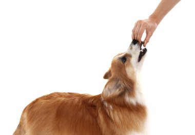 Lezzetli kemik şekilli köpek kurabiyesini beyaz arka planda Galli Corgi 'sine veren kadın.